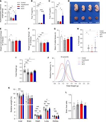 Kisspeptin treatment improves fetal-placental development and blocks placental oxidative damage caused by maternal hypothyroidism in an experimental rat model